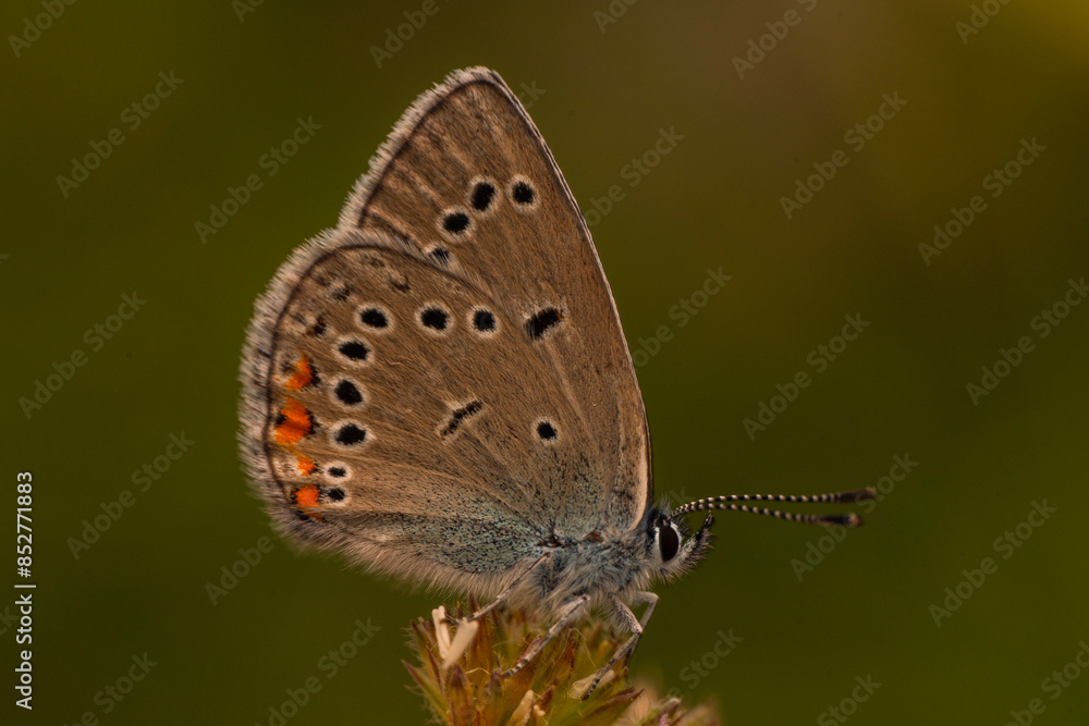 Obraz premium Macro shots, Beautiful nature scene. Closeup beautiful butterfly sitting on the flower in a summer garden.