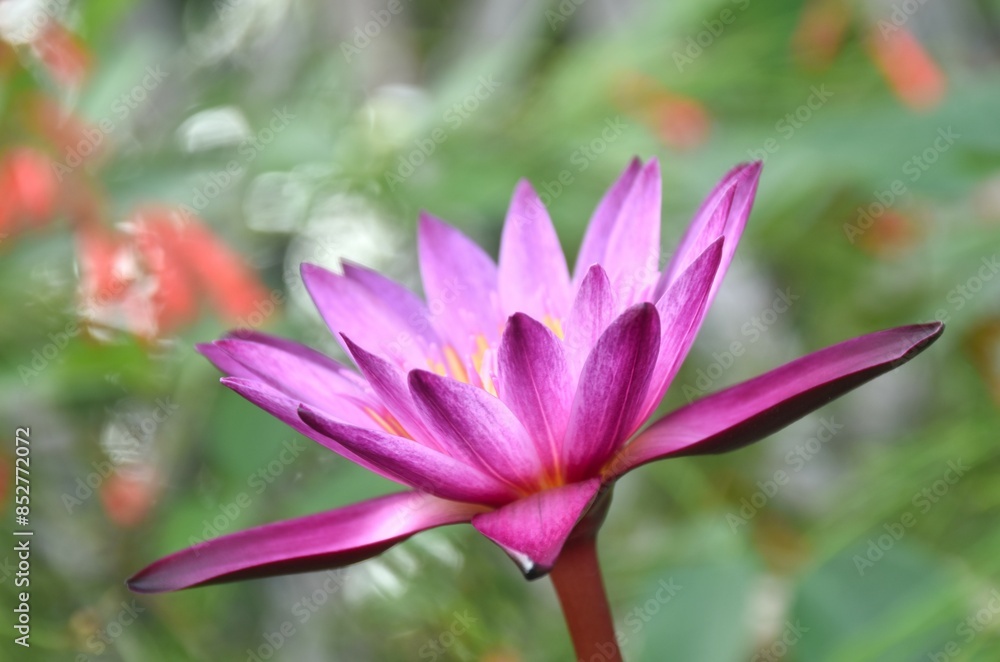 purple lotus water lily flower blooming in water purple lotus water lily flower blooming in water