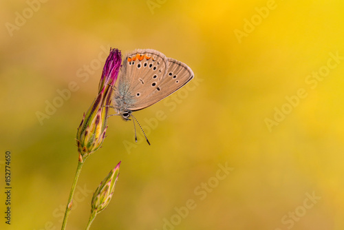 Macro shots, Beautiful nature scene. Closeup beautiful butterfly sitting on the flower in a summer garden.

