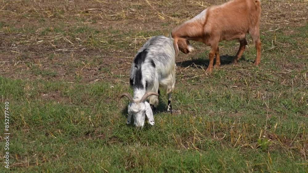 two goats grazing in the pasture, close up two goats grazing in the pasture, close up