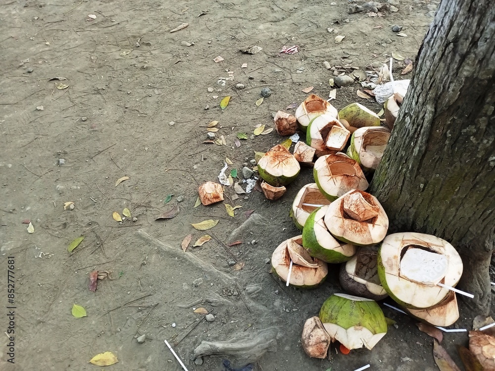 Obraz premium some empty coconuts near the tree