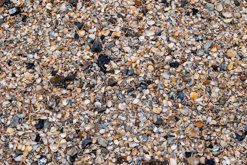 3D background made from various colourful, partially broken seashells 3D background made from various colourful, partially broken seashells
