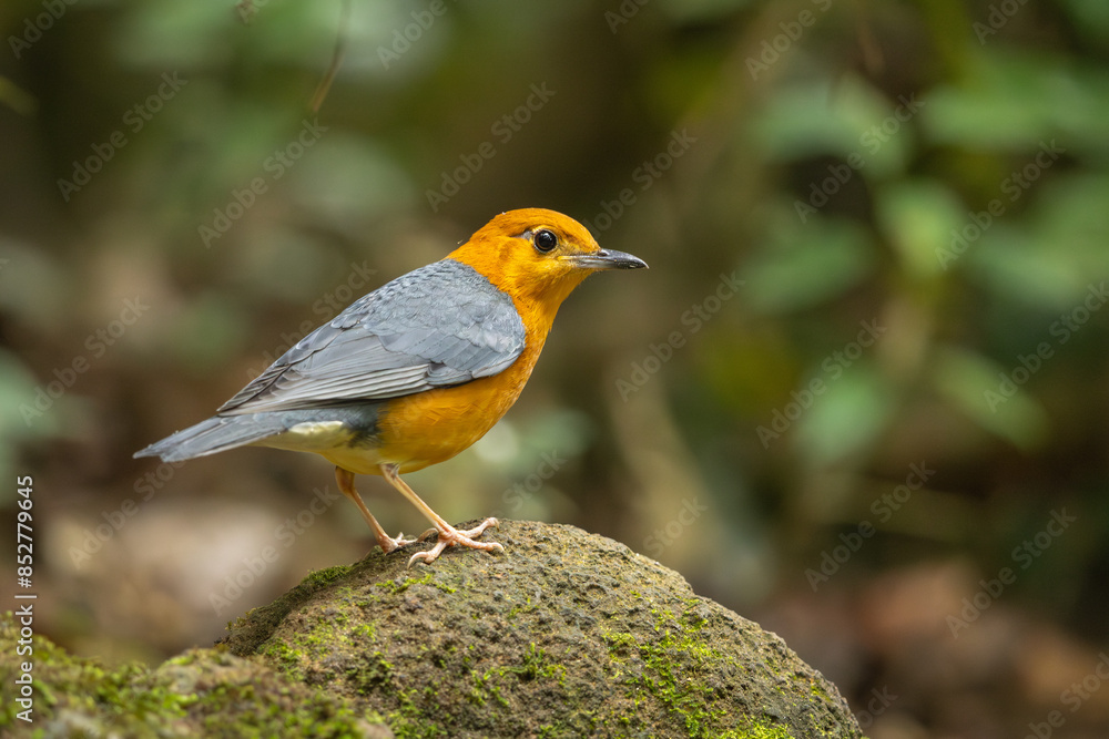 Orange-headed Thrush perched on a rock in the forest Orange-headed Thrush perched on a rock in the forest