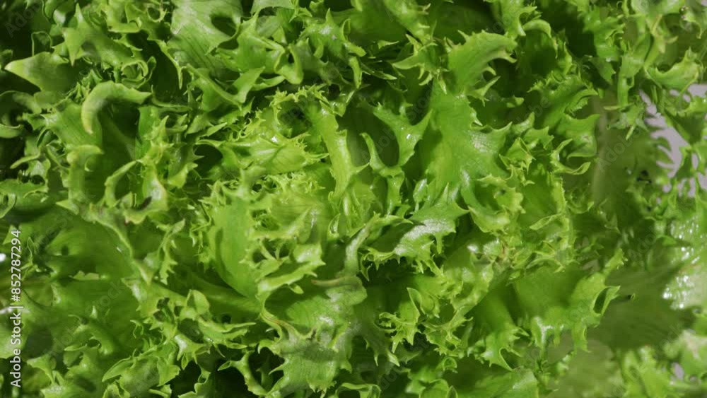 green lettuce head leaves organic food above green lettuce head leaves organic food above