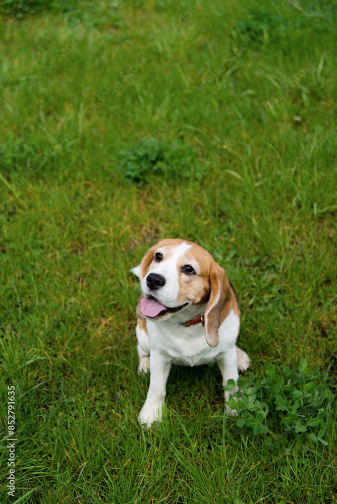 Happy funny beagle puppy sitting on the grass on the walk in the park. Small dog with black, brown and white stains outdoors Happy funny beagle puppy sitting on the grass on the walk in the park. Small dog with black, brown and white stains outdoors
