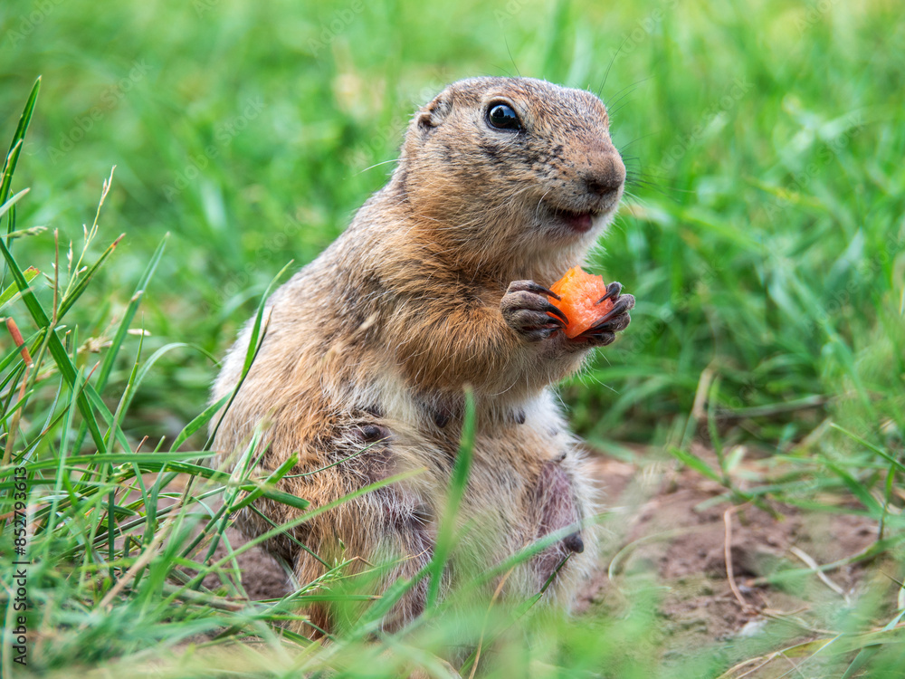 Prairie dog eating a piece of fruit. Prairie dog eating a piece of fruit.