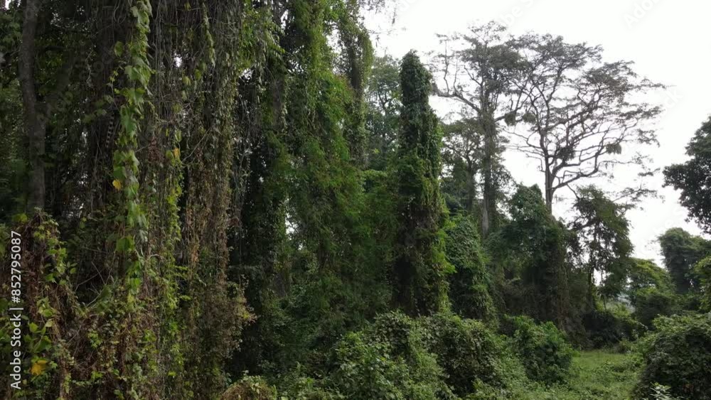 Drone View of Tropical Forest. Wilderness natural background. Drone View of Tropical Forest. Wilderness natural background.