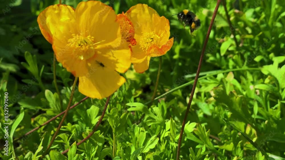 A bumblebee keeps honeydew from a yellow poppy flower, slow motion. Flowerbed with colorful poppies. A bumblebee keeps honeydew from a yellow poppy flower, slow motion. Flowerbed with colorful poppies.