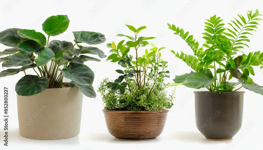 Set 3 of Green plants in potted for interior decoration isolated on white background Set 3 of Green plants in potted for interior decoration isolated on white background