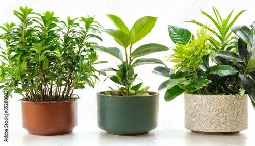 Set 3 of Green plants in potted for interior decoration isolated on white background © nino