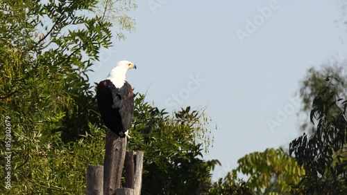 African fish eagle (Haliaeetus vocifer), or to distinguish it from the true fish eagles (Ichthyophaga), the African sea eagle, is a large species of eagle found throughout sub-Saharan Africa. photo
