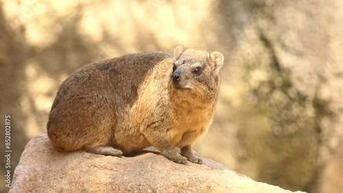 Rock hyrax (Procavia capensis)