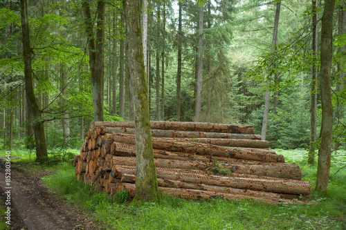 Gestapelte Baumstämme im Wald neben einem Waldweg (Holzwirtschaft / Forstwirtschaft)