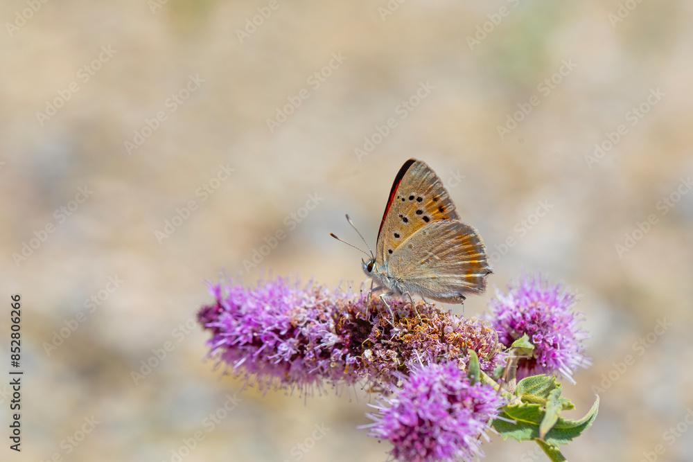Obraz premium little red butterfly on wing, Golden copper, Lycaena thetis