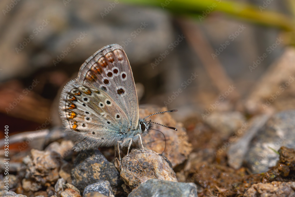 little butterfly taking minerals from the ground, Teberdinsk False Argus, Polyommatus teberdinus little butterfly taking minerals from the ground, Teberdinsk False Argus, Polyommatus teberdinus