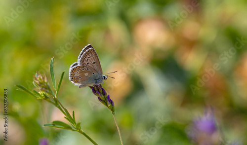 blue butterfly resting on purple flower, Polyommatus dezinus