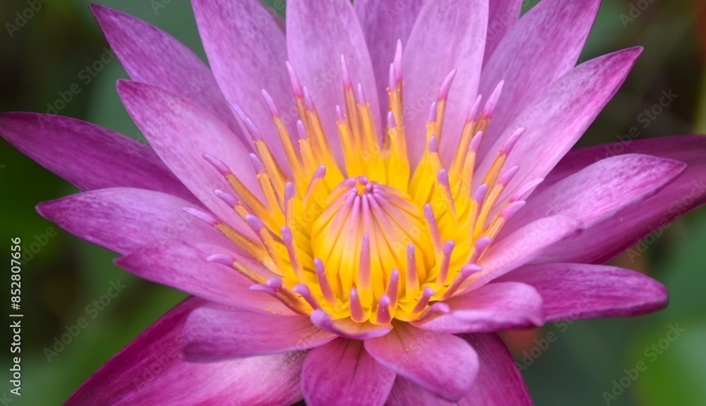 purple lotus water lily flower blooming in water purple lotus water lily flower blooming in water