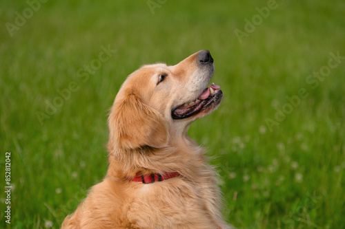 Golden Retriever Smiling in Green Field