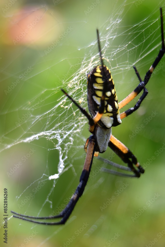 A macro shot of a large black and yellow garden spider upside down in it's web with a rich green backdrop. A macro shot of a large black and yellow garden spider upside down in it's web with a rich green backdrop.