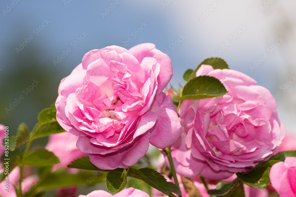 Fototapeta premium Blooming pink roses in the garden, close-up 