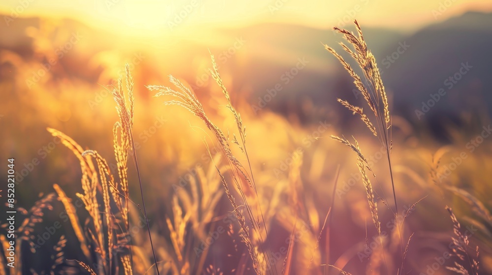 Wild Grass in the Mountains at Sunset with Shallow Depth of Field and Vintage Filter, Capturing Summer Nature’s Tranquility Wild Grass in the Mountains at Sunset with Shallow Depth of Field and Vintage Filter, Capturing Summer Nature’s Tranquility