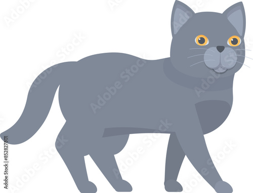 Grey british shorthair cat walking with its tail held high