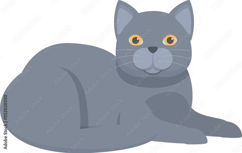 Grey british shorthair cat lying down and relaxing, isolated on a white background Grey british shorthair cat lying down and relaxing, isolated on a white background