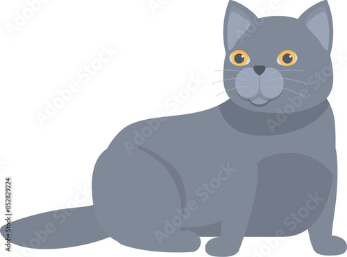 Grey british shorthair cat with yellow eyes sitting on the floor