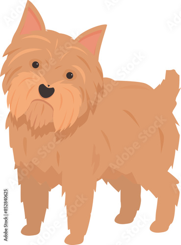 Illustration of a norfolk terrier dog breed standing and looking forward