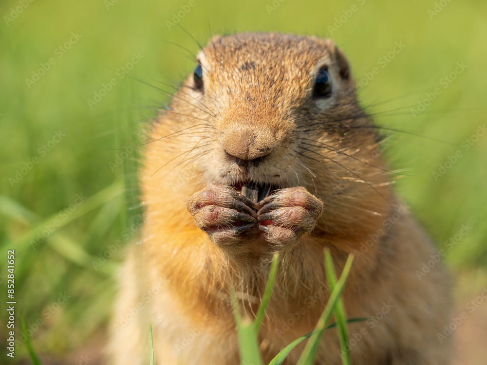 Prairie dog looking at a camera and eating sunflower seed. Portrait of a rodent Prairie dog looking at a camera and eating sunflower seed. Portrait of a rodent