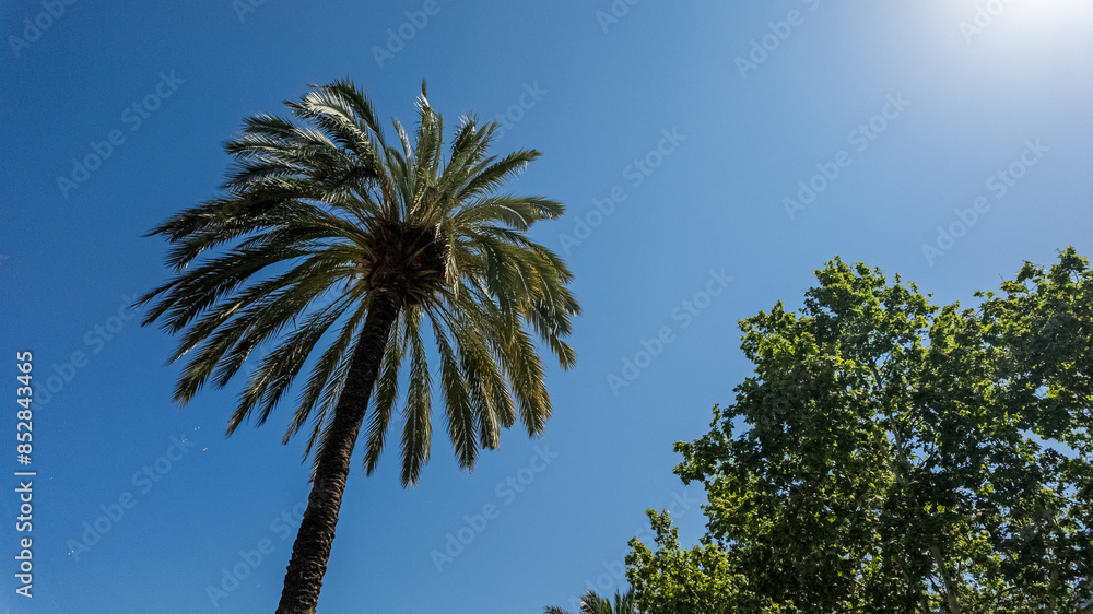 Fototapeta premium Tall palm tree against a clear blue sky with lush greenery, ideal for summer travel and tropical vacation concepts