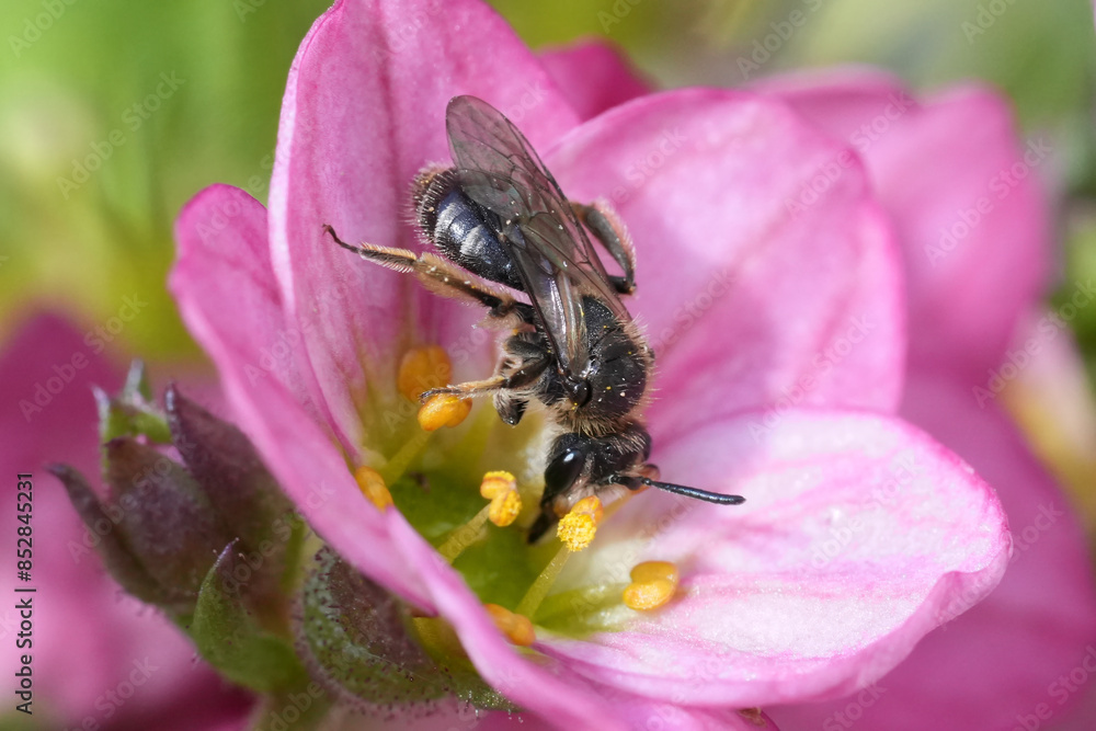 Closeup on a dwarg mining bee species , Andrena minutula group in a pink Saxifraga flower in the garden Closeup on a dwarg mining bee species , Andrena minutula group in a pink Saxifraga flower in the garden