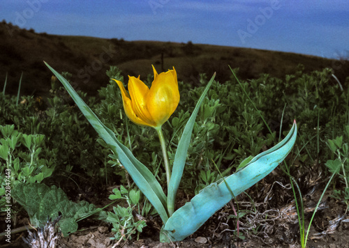 Tulipa biebersteiniana - endangered Red Book steppe species of tulip with yellow flowers photo