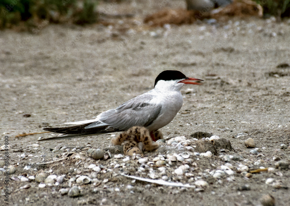 The common tern (Sterna hirundo), adult bird on the sand near a nest on the shore of the estuary The common tern (Sterna hirundo), adult bird on the sand near a nest on the shore of the estuary