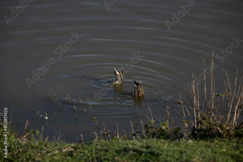 coppia di anatre selvatiche, che nuotano ferme a testa in giù, nell'acqua di una palude, di giorno, mentre cercano del pesce da catturare e soltanto con la coda visibile