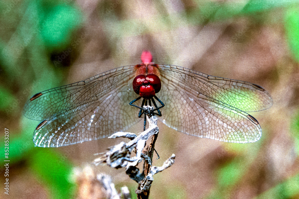 Sympetrum sanguineum - red dragonfly sitting on a dry branch Sympetrum sanguineum - red dragonfly sitting on a dry branch