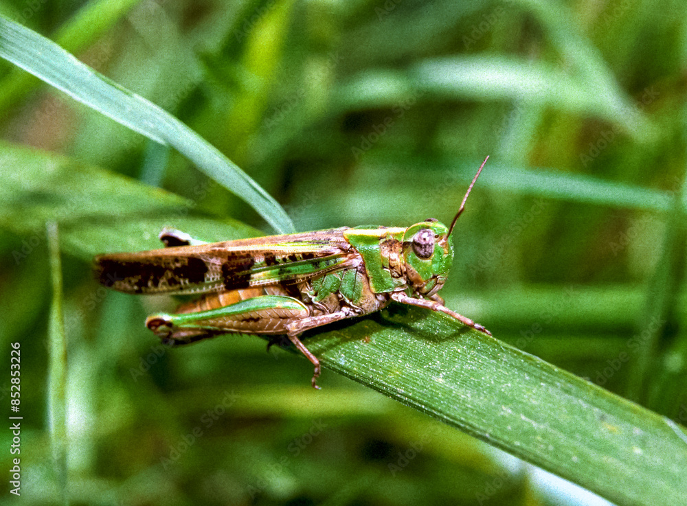 Fototapeta premium Oedaleus infernalis - grasshopper sitting on the grass