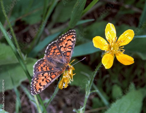 Euphydryas aurinia beckeri - butterfly on a flower with open wings photo