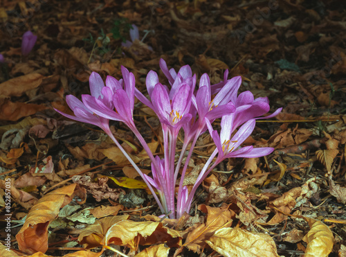 Ephemeral flowers, primroses in the wild (Colchicum autumnale), Crocus blooming photo