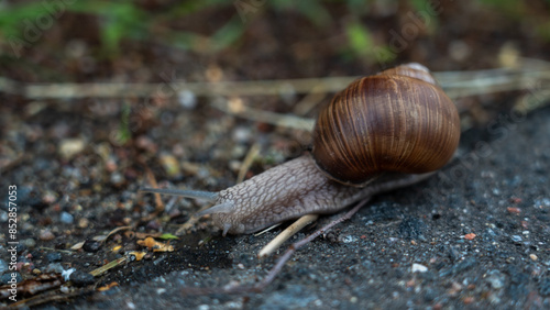 A snail crawling along the edge of an asphalt road