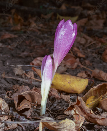 Ephemeral flowers, primroses in the wild (Colchicum autumnale), Crocus blooming photo