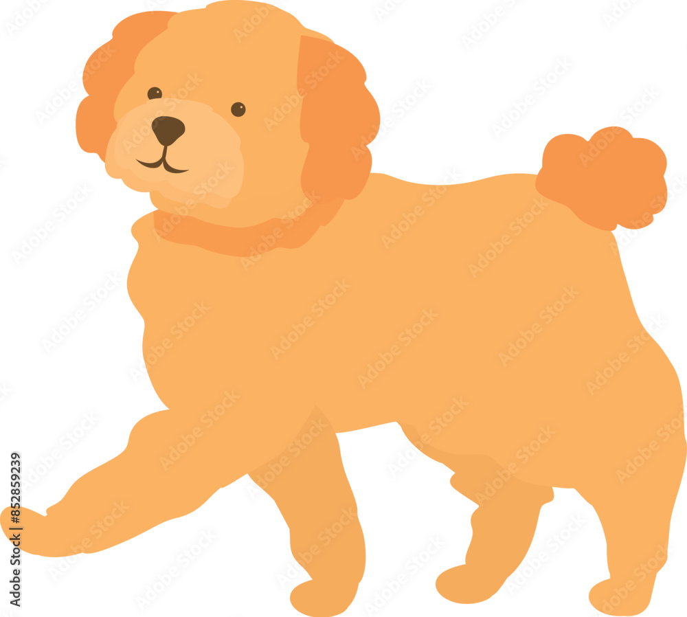 Golden doodle dog walking happily with a smile on a white background Golden doodle dog walking happily with a smile on a white background