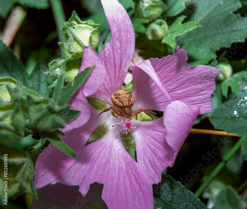Tableau sur toile Xysticus cristatus - brown crab spider hiding in a mallow flower
