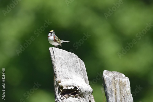 front view of a Chestnut-sided Warbler - Setophaga pensylvanica perched on a wooden fence post, blurred background photo