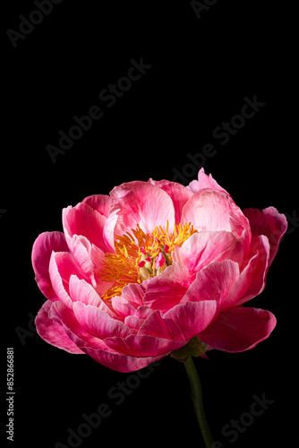 fresh peony in the vase