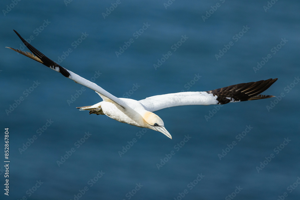 Northern Gannet, Morus bassanus, birds in flight over cliffs, Bempton Cliffs, North Yorkshire, England Northern Gannet, Morus bassanus, birds in flight over cliffs, Bempton Cliffs, North Yorkshire, England