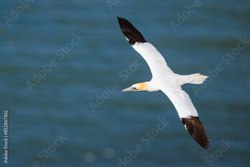 Northern Gannet, Morus bassanus, birds in flight over cliffs, Bempton Cliffs, North Yorkshire, England