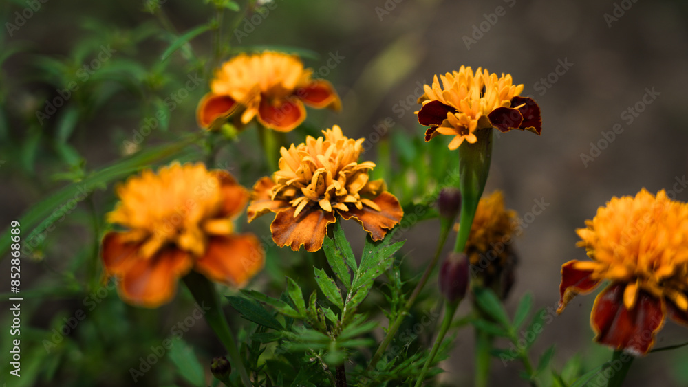 Orange flowers, Marigolds growing in a flower bed Orange flowers, Marigolds growing in a flower bed
