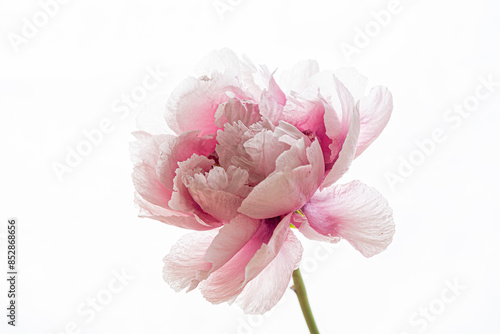  fresh peony on the white