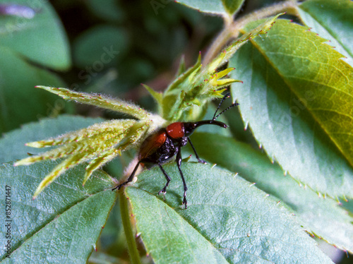 Mecorhis ungarica - red beetle weevil on a plant leaf in the wild photo